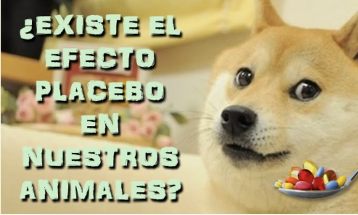 imagen de perro con mirada de curioso con la pregunta ?existe el efecto placebo en nuestros animales?