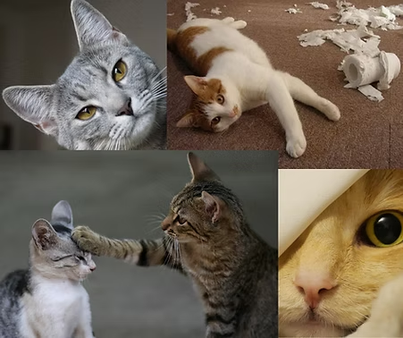 CURSO PRESENCIAL DE COMPORTAMIENTO FELINO