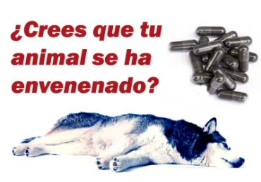 EL CARBÓN VEGETAL ACTIVADO. UN ALIADO ANTE EL ENVENENAMIENTO.