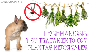 cartel informativo de Leishmaniosos y su tratamiento con plantas medicinales
