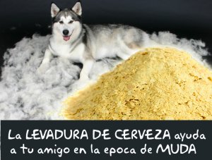 LA LEVADURA DE CERVEZA PUEDE AYUDAR A TU PERRO EN LA MUDA DE PELO ESTACIONAL