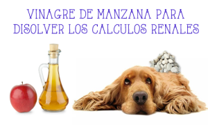 EL VINAGRE DE MANZANA AYUDA A DISOLVER LAS PIEDRAS EN EL RIÑÓN